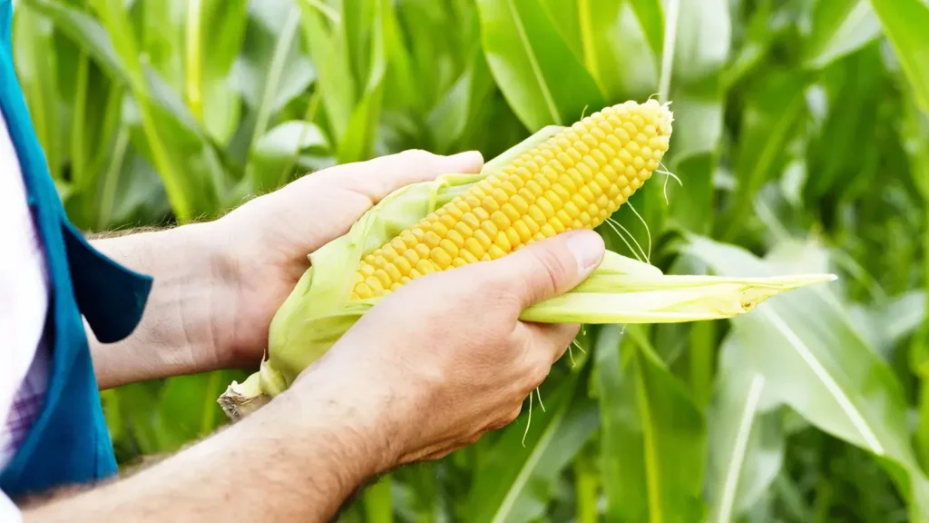 corny pick up lines in spanish